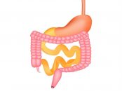 نکاتی برای سلامتی دستگاه گوارش