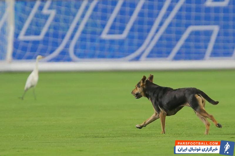 پیش از دیدار پرسپولیس و الوحده و در شرایطی که بازیکنان دو تیم در حال گرم کردن بودند ورود دو حیوان به زمین مسابقه باعث تعجب حاضران شد.