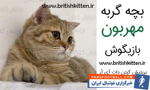 گربه اسکاتیش فولد، معرفی نژاد و مشخصات