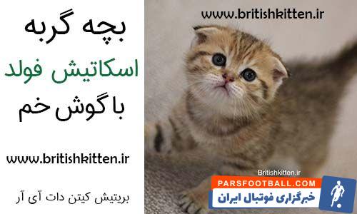 گربه اسکاتیش فولد، معرفی نژاد و مشخصات