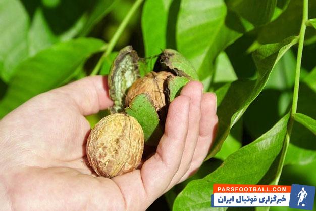معرفی پربارترین درختان گردو در یاسوج (کهگیلویه و بویراحمد)